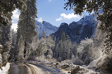 Fresh snow fall, Yosemite Valley, Yosemite National Park, UNESCO World Heritage Site, California, United States of America, North America