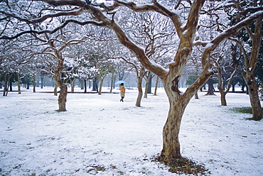 Winter scene, Yoyogi koen (park), Tokyo, Japan