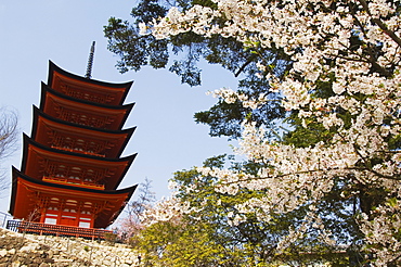 Spring cherry blossom at Senjokaku five storey pagoda, Miyajima island, UNESCO World Heritage Site, Honshu Island, Japan, Asia