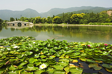 Lily pads and a arched stone bridge in Beijing Botanical Gardens, Beijing, China, Asia