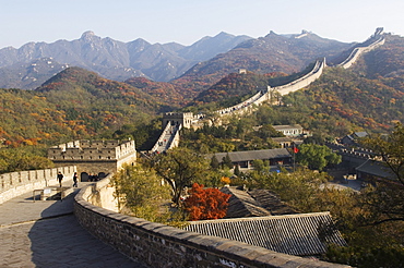 Autumn colours and a watch tower on The Great Wall of China, UNESCO World Heritage Site, Badaling, China, Asia