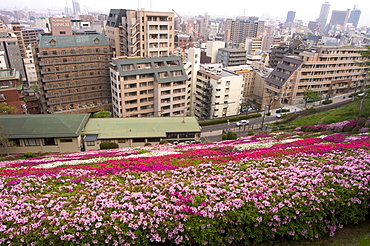 Flower bed, view of city, Kobe city, Kansai, Honshu island, Japan, Asia