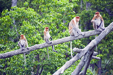 Proboscis monkey, Labuk Bay Proboscis Monkey Sanctuary, Sabah, Borneo, Malaysia, Southeast Asia, Asia