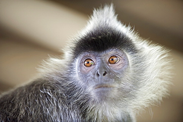 Silver Leaf Langur monkey, Labuk Bay Proboscis Monkey Sanctuary, Sabah, Borneo, Malaysia, Southeast Asia, Asia