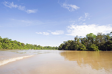 Sungai Kinabatangan River, Sabah, Borneo, Malaysia, Southeast Asia, Asia