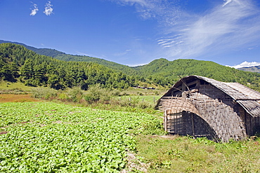 Bamboo hut, Bumthang, Chokor Valley, Bhutan, Asia