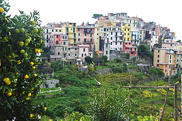 Pastel coloured houses, village of Corniglia, Cinque Terre, UNESCO World Heritage Site, Liguria, Italy, Europe