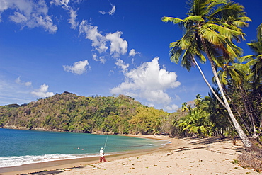 Fisherman on a palm-fringed beach, Englishmans Bay, Tobago, Trinidad and Tobago, West Indies, Caribbean, Central America