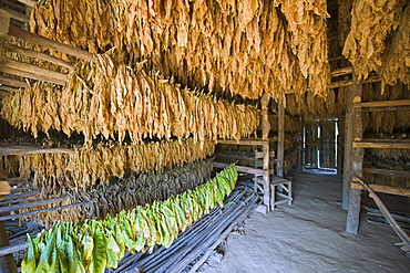 Tobacco leaves hung up to dry, Vinales Valley, UNESCO World Heritage Site, Cuba, West Indies, Caribbean, Central America