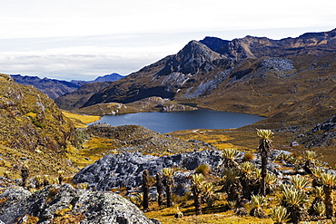 Frailejon plants (Espeletia) at Laguna Grande del los Verde, El Cocuy National Park, Colombia, South America