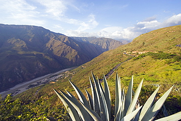 Cactus in Chicamocha National Park, Colombia, South America