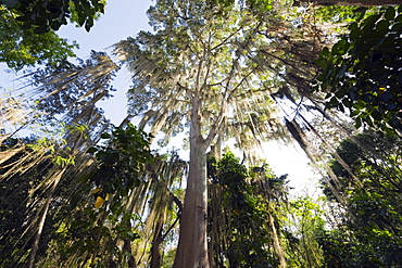 Trees covered with fronds of tillandsia, El Gallineral Park, San Gil, Colombia, South America