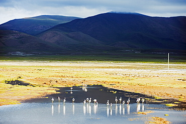 James flamingos (Phoenicoparrus jamesi), Bolivia, South America