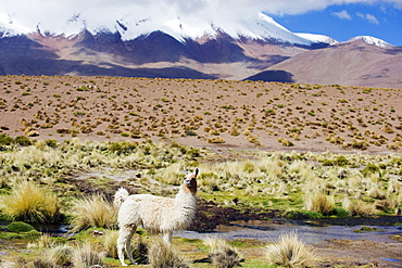 Llama in the Altiplano, Bolivia, South America