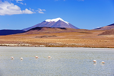 James flamingo (Phoenicoparrus jamesi), Laguna Canapa, Bolivia, South America