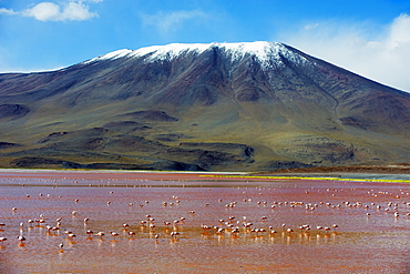 James Flamingo (Phoenicoparrus jamesi), at Laguna Colorado (Red Lake), Eduardo Avaroa Andean National Reserve, Bolivia, South America