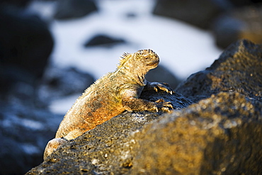 Marine Iguana (Amblyrhynchus cristatus), Turtle Bay, Isla Santa Cruz, Galapagos Islands, UNESCO World Heritage Site, Ecuador, South America