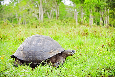 Giant tortoise (Geochelone elephantopus vandenburghi), Isla Sant Cruz, Galapagos Islands, UNESCO World Heritage Site, Ecuador, South America