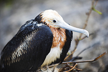 Great frigate bird (Frigata minor), Isla Genovesa, Galapagos Islands, UNESCO World Heritage Site, Ecuador, South America