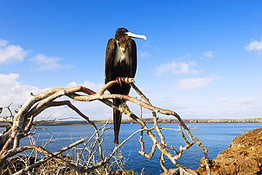 Great frigate bird (Frigata minor), Isla Genovesa, Galapagos Islands, UNESCO World Heritage Site, Ecuador, South America