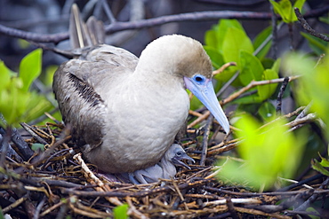 Red footed booby and chick, Isla Genovesa, Galapagos Islands, UNESCO World Heritage Site, Ecuador, South America