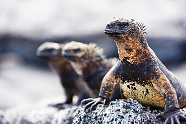 Marine Iguanas (Amblyrhynchus cristatus), Isla Santa Cruz, Galapagos Islands, UNESCO World Heritage Site, Ecuador, South America