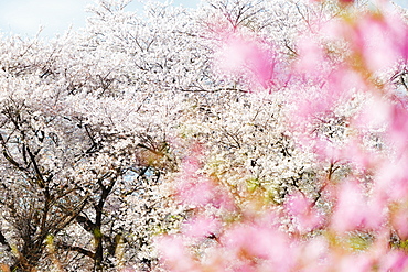 Spring cherry blossom festival, Jinhei, South Korea, Asia