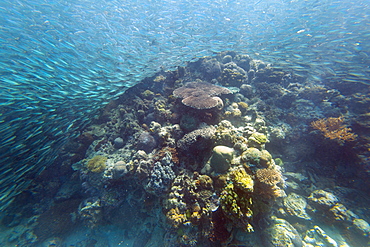 Shoal of sardines, Panagsama Beach, Moalboal, Cebu, The Visayas, Philippines, Southeast Asia, Asia