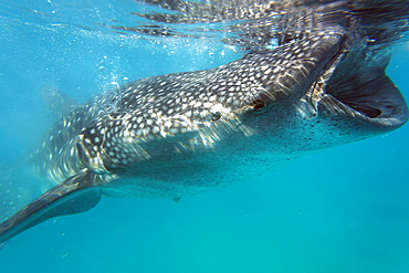 Whale shark (Rhincodon typus), Oslob, Cebu, The Visayas, Philippines, Southeast Asia, Asia