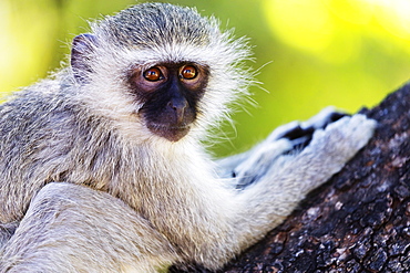 Vervet monkey (Chlorocebus pygerythrus), Augrabies Falls National Park, Northern Cape, South Africa, Africa