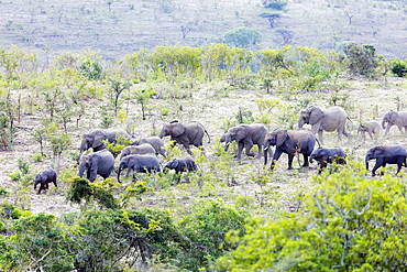 African elephant herd, (oxodonta Africana), Hluhluwe-Imfolozi Park, Kwazulu-Natal, South Africa, Africa