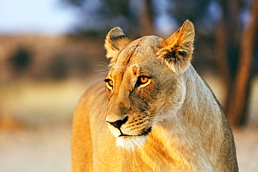 Lioness (Panthera leo), Kgalagadi Transfrontier Park, Kalahari, Northern Cape, South Africa, Africa