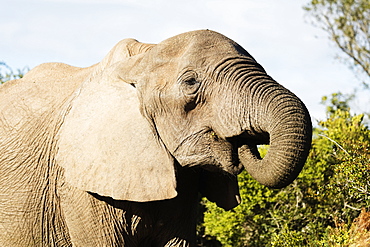 African elephant (Loxodonta Africana), Addo Elephant National Park, Eastern Cape, South Africa, Africa