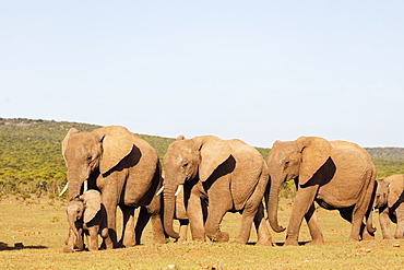 African elephant herd (Loxodonta Africana), Addo Elephant National Park, Eastern Cape, South Africa, Africa