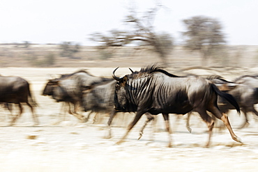 Blue wildebeest (Connochaetes taurinus), Kgalagadi Transfrontier Park, Kalahari, Northern Cape, South Africa, Africa