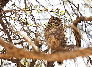 Spotted eagle owl (Bubo africanus), Kgalagadi Transfrontier Park, Kalahari, Northern Cape, South Africa, Africa