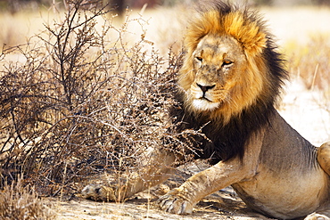 Resting lion (Panthera leo), Kgalagadi Transfrontier Park, Kalahari, Northern Cape, South Africa, Africa