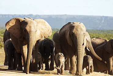 African elephant herd (Loxodonta Africana), Addo Elephant National Park, Eastern Cape, South Africa, Africa