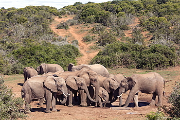 African elephant (Loxodonta Africana) herd at a waterhole, Addo Elephant National Park, Eastern Cape, South Africa, Africa