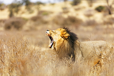 Roaring lion (Panthera leo), Kgalagadi Transfrontier Park, Kalahari, Northern Cape, South Africa, Africa