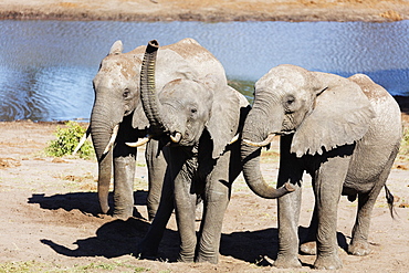 African elephant (Loxodonta Africana), Tembe Elephant Park, Kwazulu-Natal, South Africa, Africa