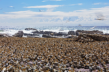 Cape gannet (Morus capensis), Lambert's Bay gannet colony, Western Cape, South Africa, Africa