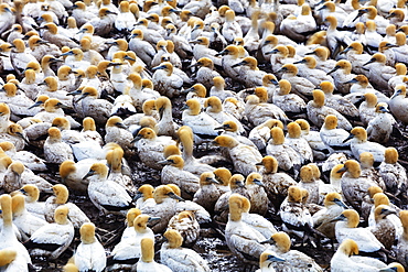 Cape gannet (Morus capensis), Lambert's Bay gannet colony, Western Cape, South Africa, Africa