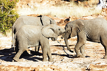 African elephant (Loxodonta Africana), Mapungubwe National Park, UNESCO World Heritage Site, Limpopo, South Africa, Africa