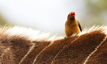 Nyala antelope (Tragelaphus angasii) with oxpecker (Buphagus) on its back, Kruger National Park, South Africa, Africa