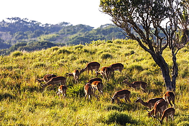 Impala (Aepyceros melampus), Isimangaliso Greater St. Lucia Wetland Park, UNESCO World Heritage Site, Kwazulu-Natal, South Africa, Africa