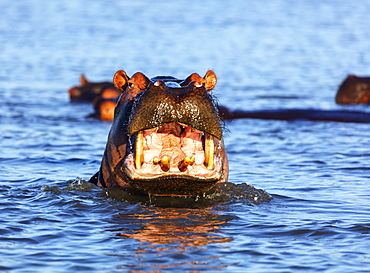 Yawning hippo (Hippopotamus amphibius), Isimangaliso Greater St. Lucia Wetland Park, UNESCO World Heritage Site, Kwazulu-Natal, South Africa, Africa