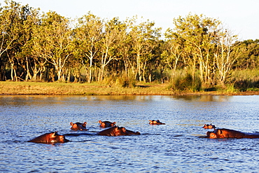 Hippo (Hippopotamus amphibius), Isimangaliso Greater St. Lucia Wetland Park, UNESCO World Heritage Site, Kwazulu-Natal, South Africa, Africa