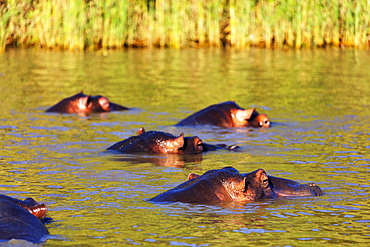 Hippo (Hippopotamus amphibius), Isimangaliso Greater St. Lucia Wetland Park, UNESCO World Heritage Site, Kwazulu-Natal, South Africa, Africa