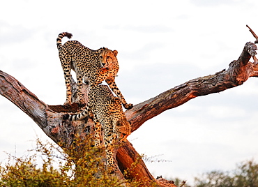 Cheetah (Acinonyx jubatus), Kruger National Park, South Africa, Africa